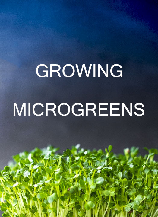 How to grow Microgreens? | TwoTravelersStory